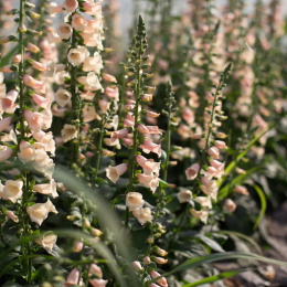 Naparstnica purpurowa- Digitalis purpurea 'Dalmation Peach'