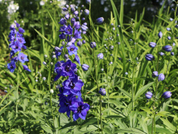 Ostróżka- Delphinium 'Delphis Holland Glorie'