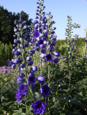 Ostróżka- Delphinium 'Delphis Holland Glorie'