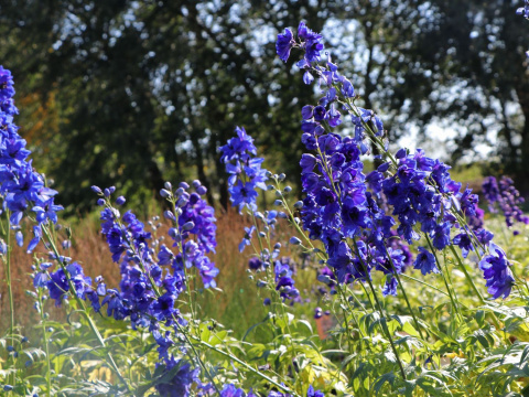 Ostróżka- Delphinium 'Delphis Holland Glorie'