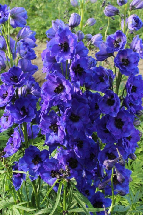 Ostróżka- Delphinium 'Delphis Holland Glorie'