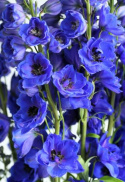 Ostróżka- Delphinium 'Delphis Holland Glorie'