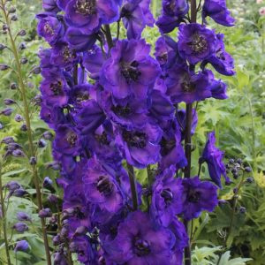 Ostróżka- Delphinium 'Delphis Jewel'