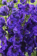 Ostróżka- Delphinium 'Delphis Jewel'