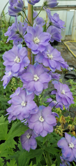 Ostróżka- Delphinium 'Morning Light'