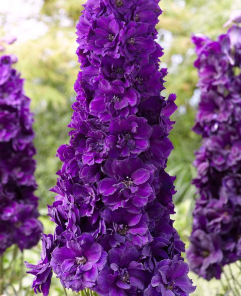 Ostróżka- Delphinium 'Paramo Black Velvet'