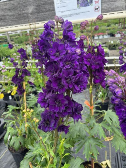 Ostróżka- Delphinium 'Paramo Black Velvet'