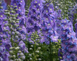 Ostróżka- Delphinium 'Morning Light' (p11)