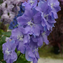 Ostróżka- Delphinium 'Morning Light' (p11)