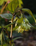 Parnik- Disporum megalanthum