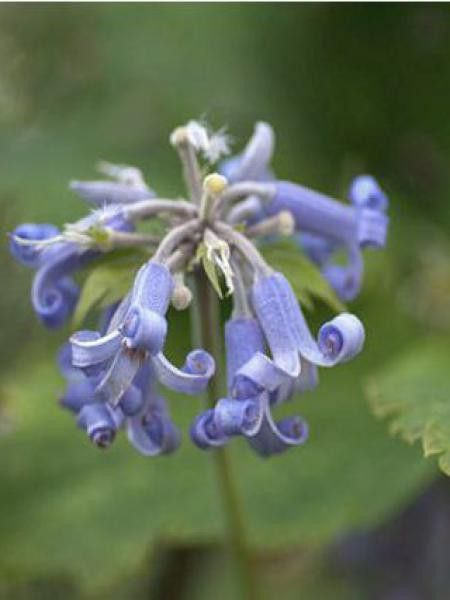 Powojnik Bonstedta- Clematis bonstedtii 'Crepuscule'