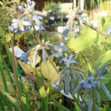 Powojnik Bonstedta- Clematis bonstedtii 'Crepuscule'