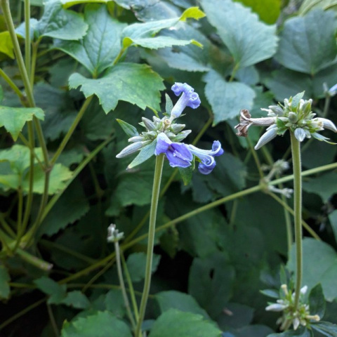 Powojnik Bonstedta- Clematis bonstedtii 'Crepuscule' (p9)