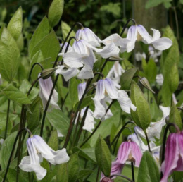 Powojnik całolistny- Clematis integrifolia 'Gletschereis'