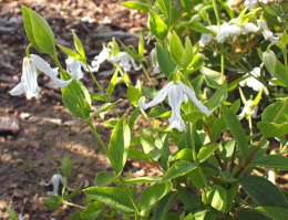 Powojnik całolistny- Clematis integrifolia 'Gletschereis'