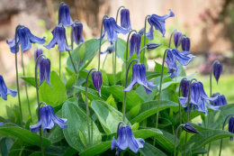 Powojnik całolistny- Clematis integrifolia