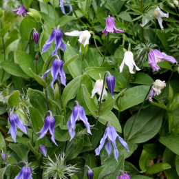 Powojnik całolistny- Clematis integrifolia