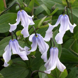 Powojnik całolistny- Clematis integrifolia 'Gletschereis' (p9)