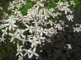 Powojnik- Clematis recta 'Velvet Night' (p9)