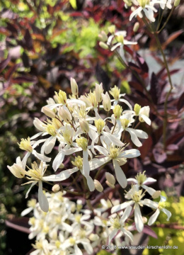 Powojnik- Clematis recta 'Velvet Night' (p9)