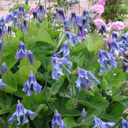 Powojnik całolistny- Clematis integrifolia (p9)