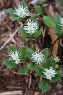 Zielonokwiat- Chloranthus japonicus