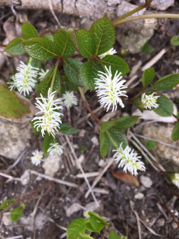 Zielonokwiat- Chloranthus japonicus