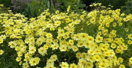 Nachyłek- Coreopsis 'Full Moon'