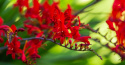 Krokosmia- Crocosmia 'Dragonfire'