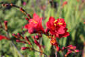 Krokosmia- Crocosmia 'Dragonfire'