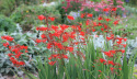 Krokosmia- Crocosmia 'Dragonfire'