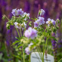 Bodziszek łąkowy- Geranium pratense 'Summer Skies'