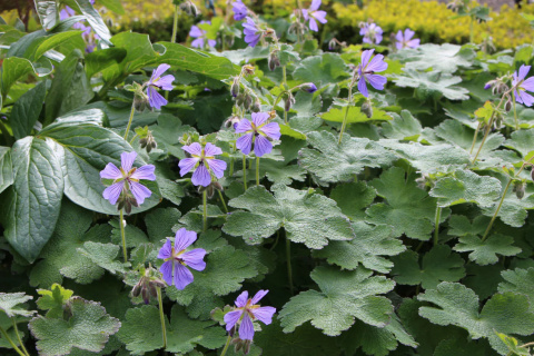 Bodziszek Renarda- Geranium renardii 'Zetterlund' (p9)