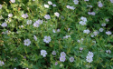 Bodziszek różnobarwny- Geranium versicolor