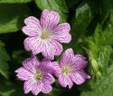 Bodziszek różnobarwny- Geranium versicolor