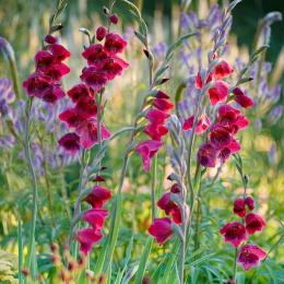 Mieczyk- Gladiolus papilio 'Ruby'