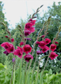 Mieczyk- Gladiolus papilio 'Ruby'