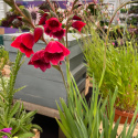 Mieczyk- Gladiolus papilio 'Ruby'