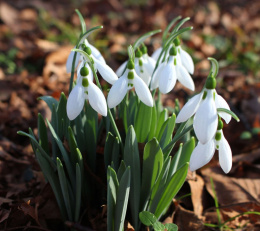 Przebiśnieg- Galanthus elwesii 'Mount Everest' (p9)