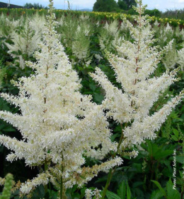 Tawułka Arendsa- Astilbe arendsii 'Diamant'