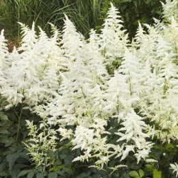 Tawułka Arendsa- Astilbe arendsii 'Diamant' (GK)