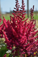 Tawułka chińska- Astilbe chinensis 'Cardinal' (p9)