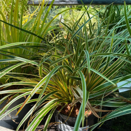 Turzyca- Carex 'Everglow'