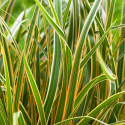 Turzyca- Carex 'Everglow'