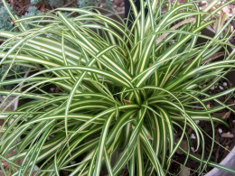 Turzyca oszimska- Carex oshimensis 'Ice Cream'