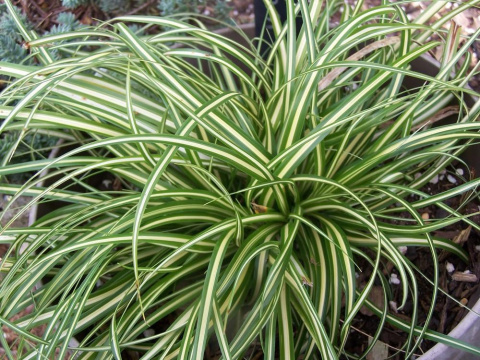 Turzyca oszimska- Carex oshimensis 'Ice Cream' (p9)