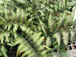 Wietlica japońska -Athyrium niponicum 'Apple Court'