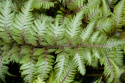 Wietlica japońska -Athyrium niponicum 'Apple Court' (p9)