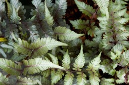 Wietlica japońska -Athyrium niponicum 'Apple Court'