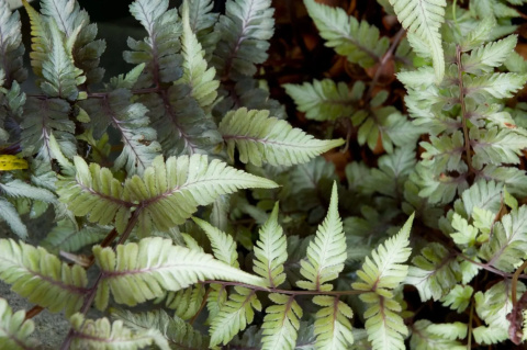 Wietlica japońska -Athyrium niponicum 'Apple Court' (p9)